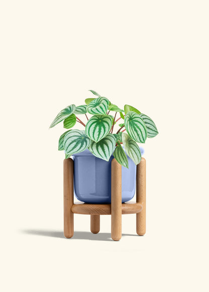 Watermelon Peperomia in a 6 inches Fat Lip Blue Planter in a Beech Wood Stand