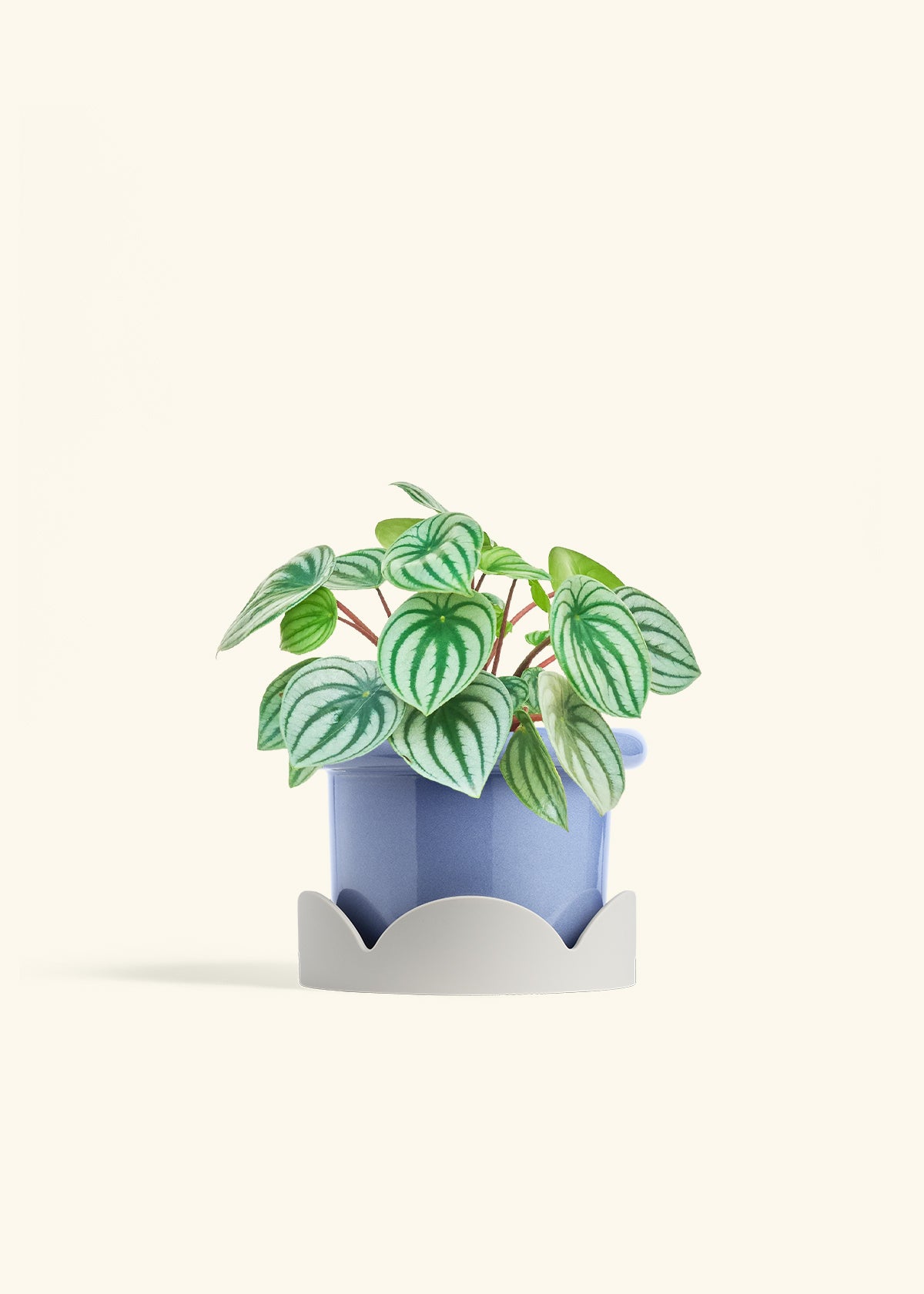 Watermelon Peperomia in a 6 inches Fat Lip Blue Planter in a Oat Petal Drip Tray