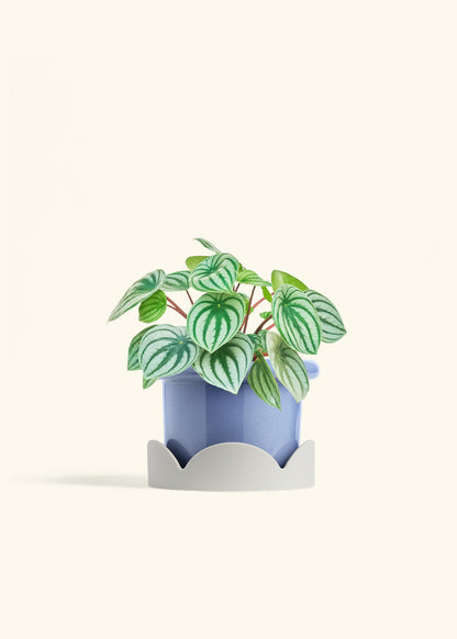 Watermelon Peperomia in a 6 inches Fat Lip Blue Planter in a Oat Petal Drip Tray
