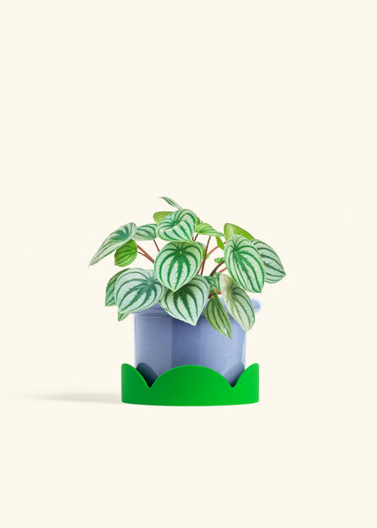 Watermelon Peperomia in a 6 inches Fat Lip Blue Planter in a Shamrock Petal Drip Tray