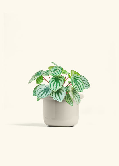 Watermelon Peperomia in a 6 inches Fat Lip Oat Planter 
