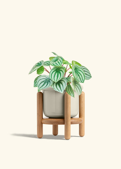 Watermelon Peperomia in a 6 inches Fat Lip Oat Planter in a Beech Wood Stand