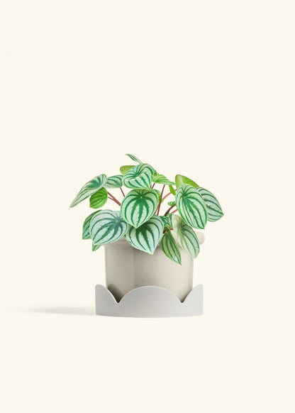 Watermelon Peperomia in a 6 inches Fat Lip Oat Planter in a Oat Petal Drip Tray