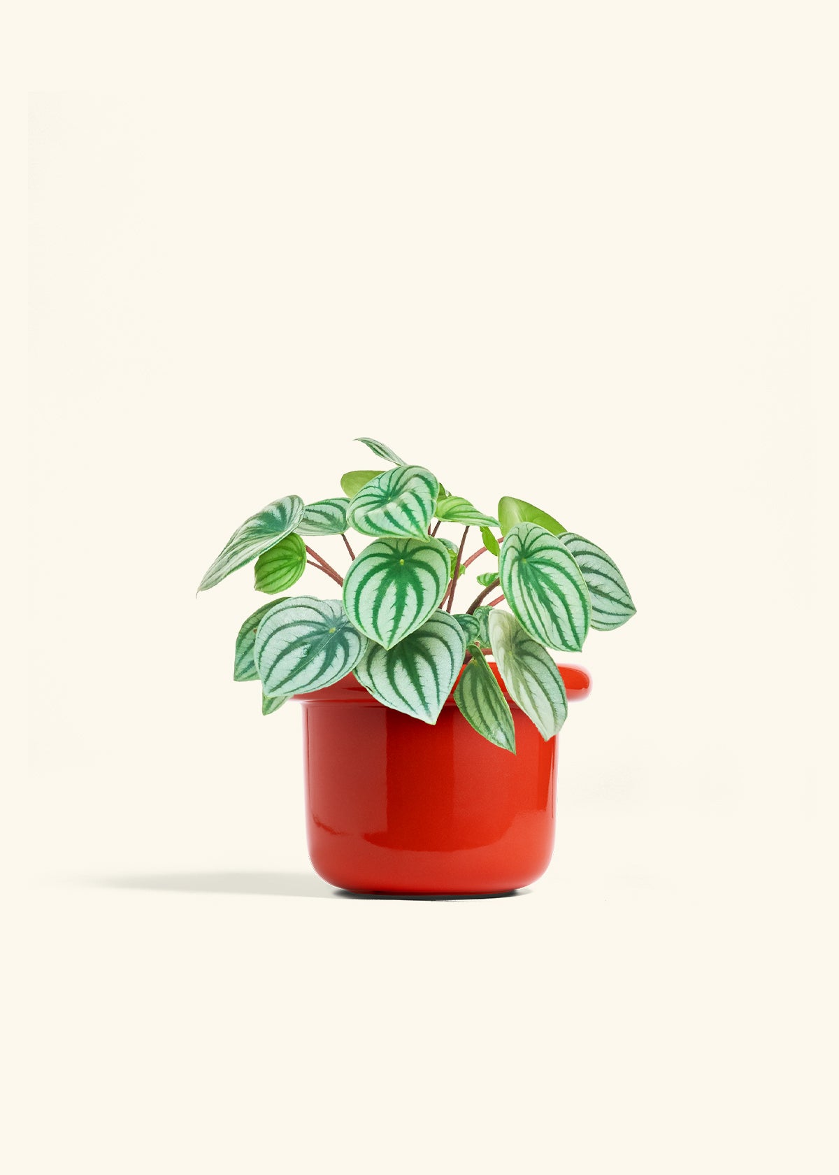 Watermelon Peperomia in a 6 inches Fat Lip Red Planter 