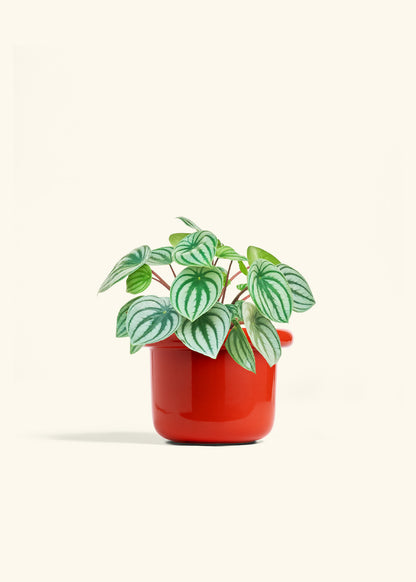 Watermelon Peperomia in a 6 inches Fat Lip Red Planter 