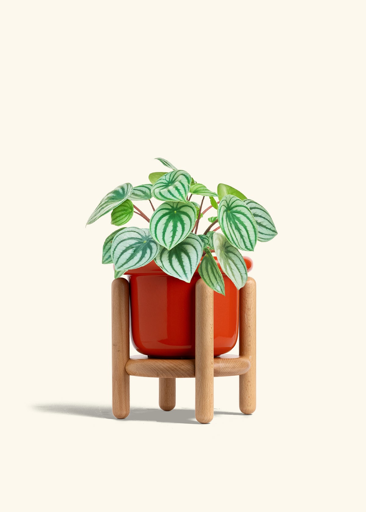 Watermelon Peperomia in a 6 inches Fat Lip Red Planter in a Beech Wood Stand