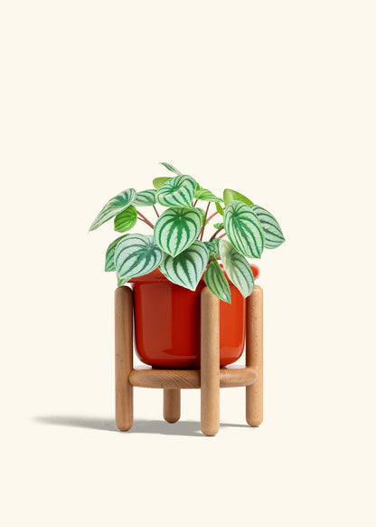 Watermelon Peperomia in a 6 inches Fat Lip Red Planter in a Beech Wood Stand