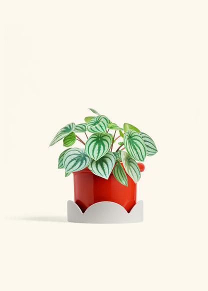 Watermelon Peperomia in a 6 inches Fat Lip Red Planter in a Oat Petal Drip Tray