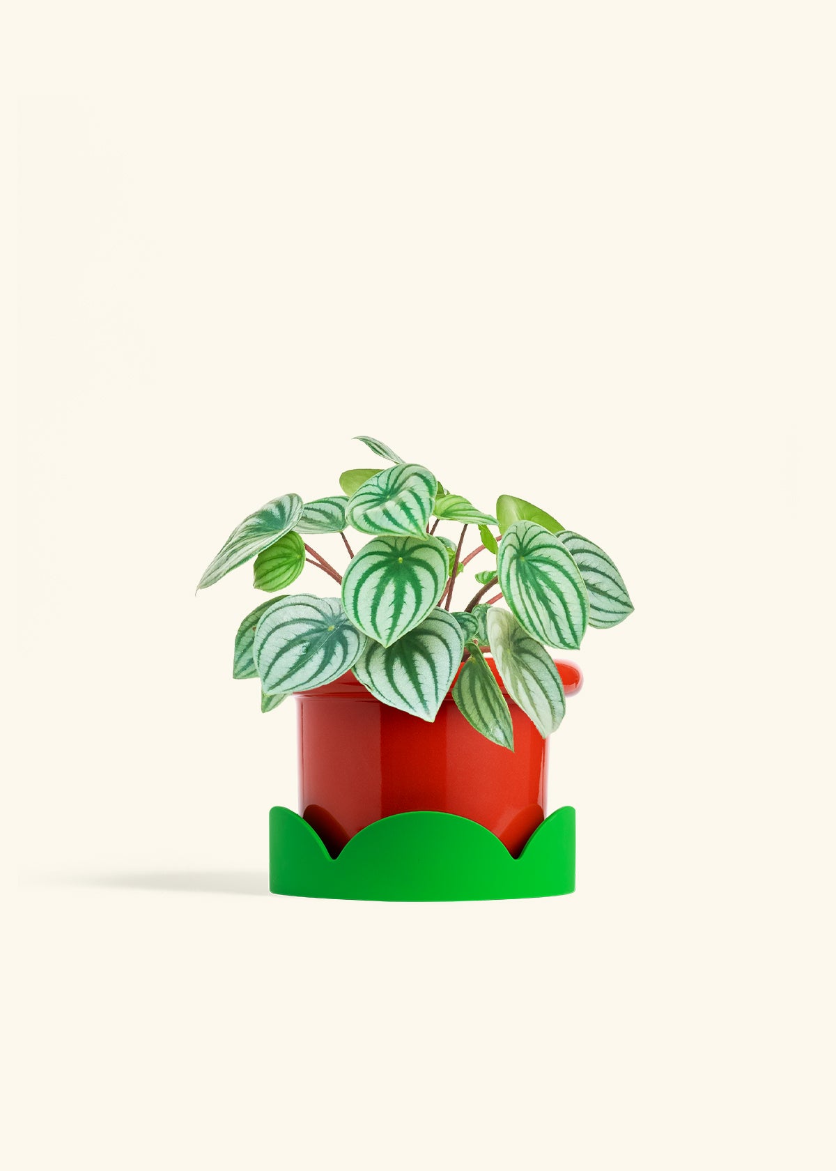 Watermelon Peperomia in a 6 inches Fat Lip Red Planter in a Shamrock Petal Drip Tray