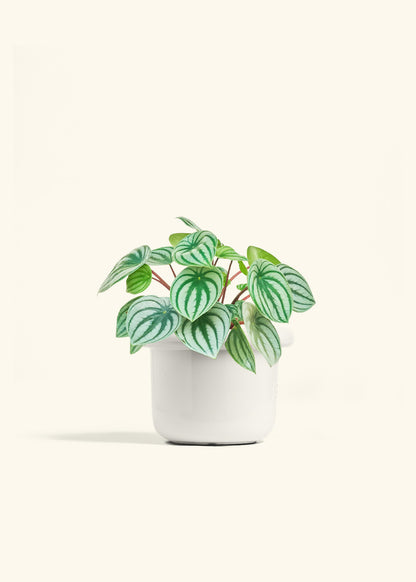 Watermelon Peperomia in a 6 inches Fat Lip White Planter 