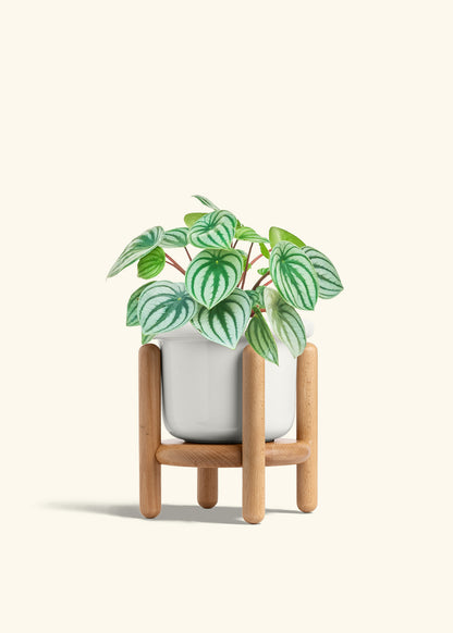 Watermelon Peperomia in a 6 inches Fat Lip White Planter in a Beech Wood Stand