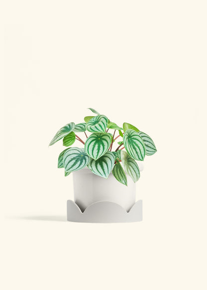 Watermelon Peperomia in a 6 inches Fat Lip White Planter in a Oat Petal Drip Tray