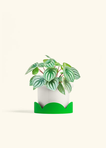 Watermelon Peperomia in a 6 inches Fat Lip White Planter in a Shamrock Petal Drip Tray