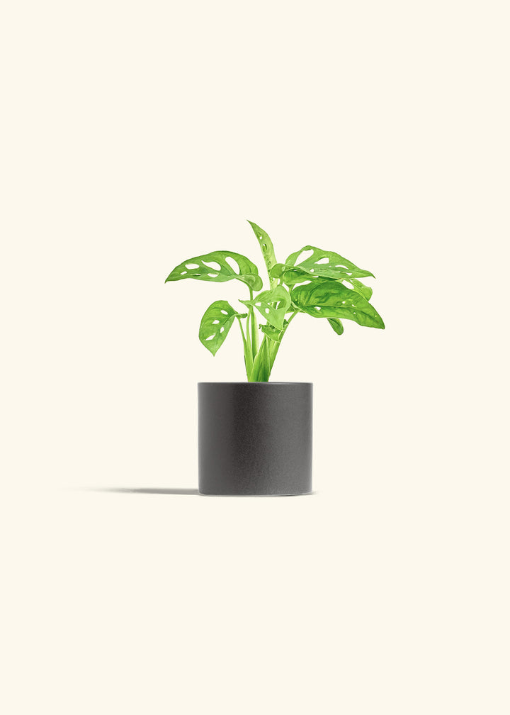 Swiss Cheese Vine in a 4 inches Charcoal Classic Cylinder Planter 