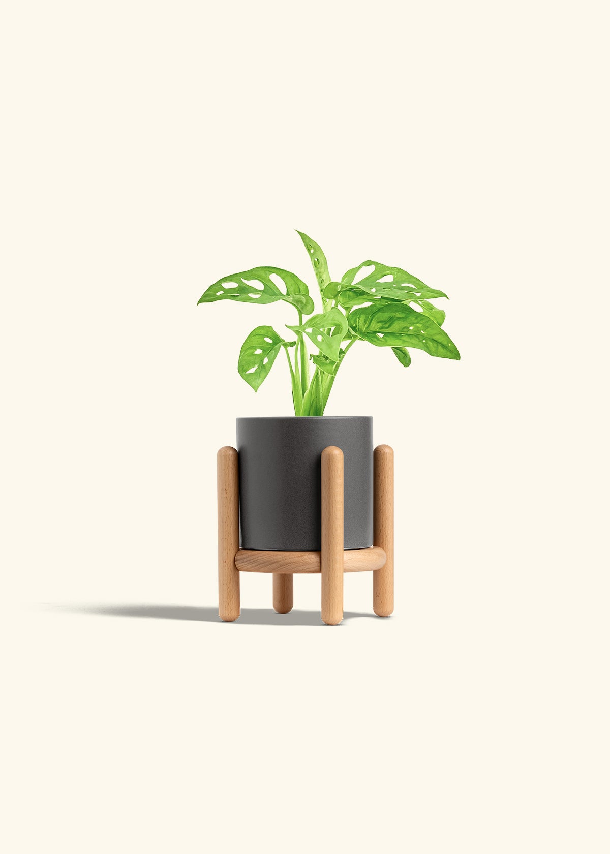 Swiss Cheese Vine in a 4 inches Charcoal Classic Cylinder Planter in a Beech Wood Stand