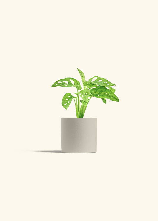 Swiss Cheese Vine in a 4 inches Oat Classic Cylinder Planter 