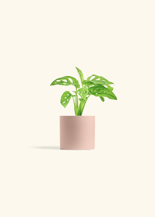 Swiss Cheese Vine in a 4 inches Pink Classic Cylinder Planter 