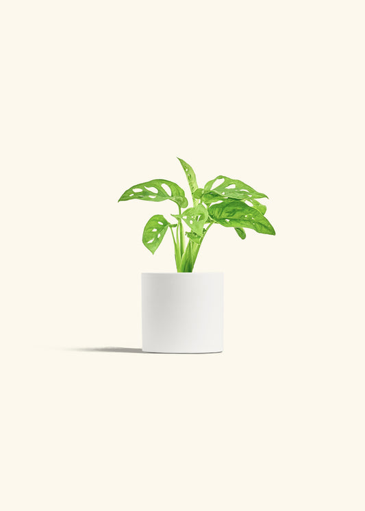 Swiss Cheese Vine in a 4 inches White Classic Cylinder Planter 