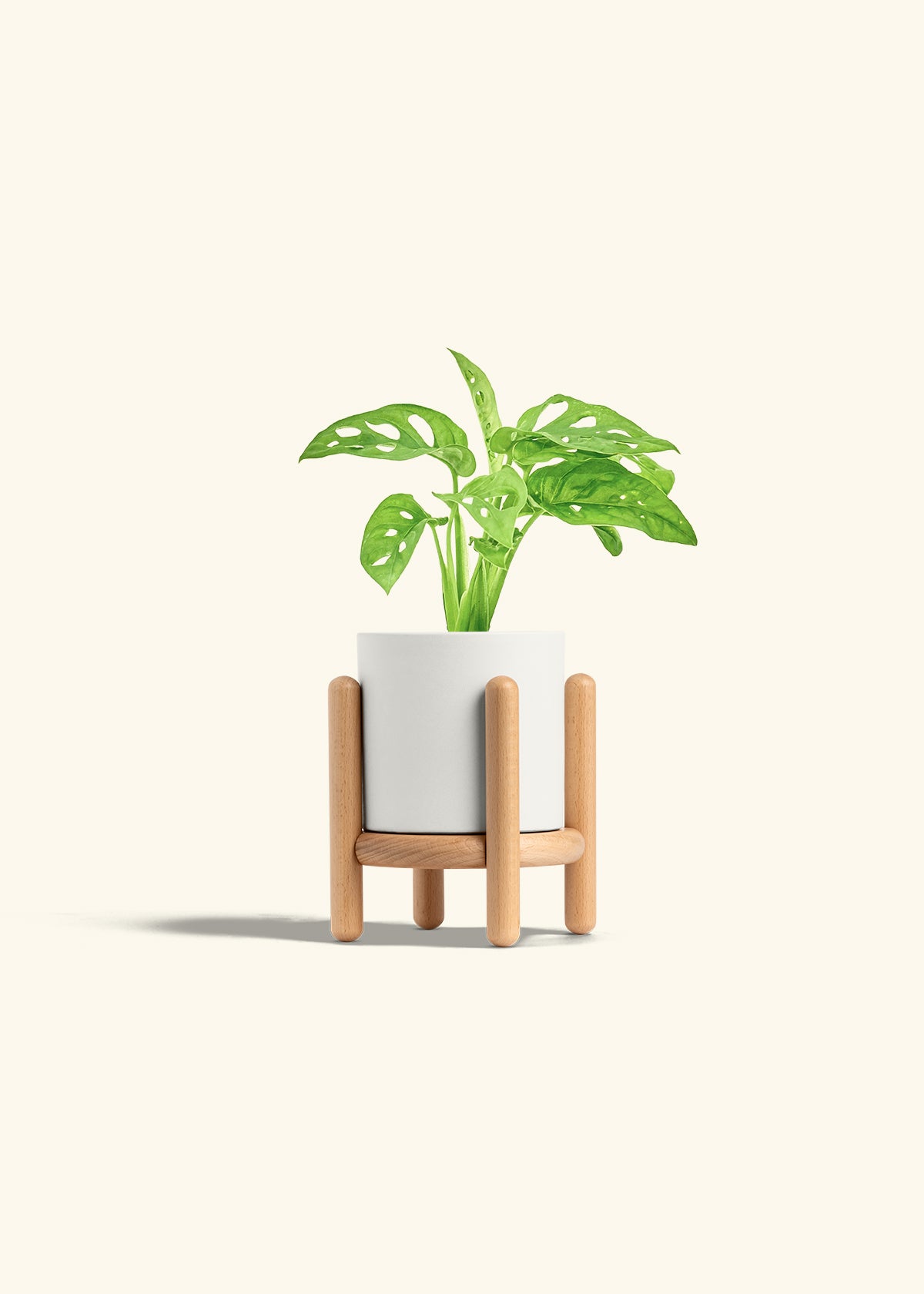 Swiss Cheese Vine in a 4 inches White Classic Cylinder Planter in a Beech Wood Stand