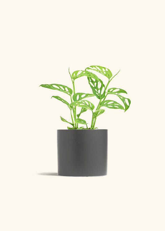 Swiss Cheese Vine in a 6 inches Oat Classic Cylinder Planter 