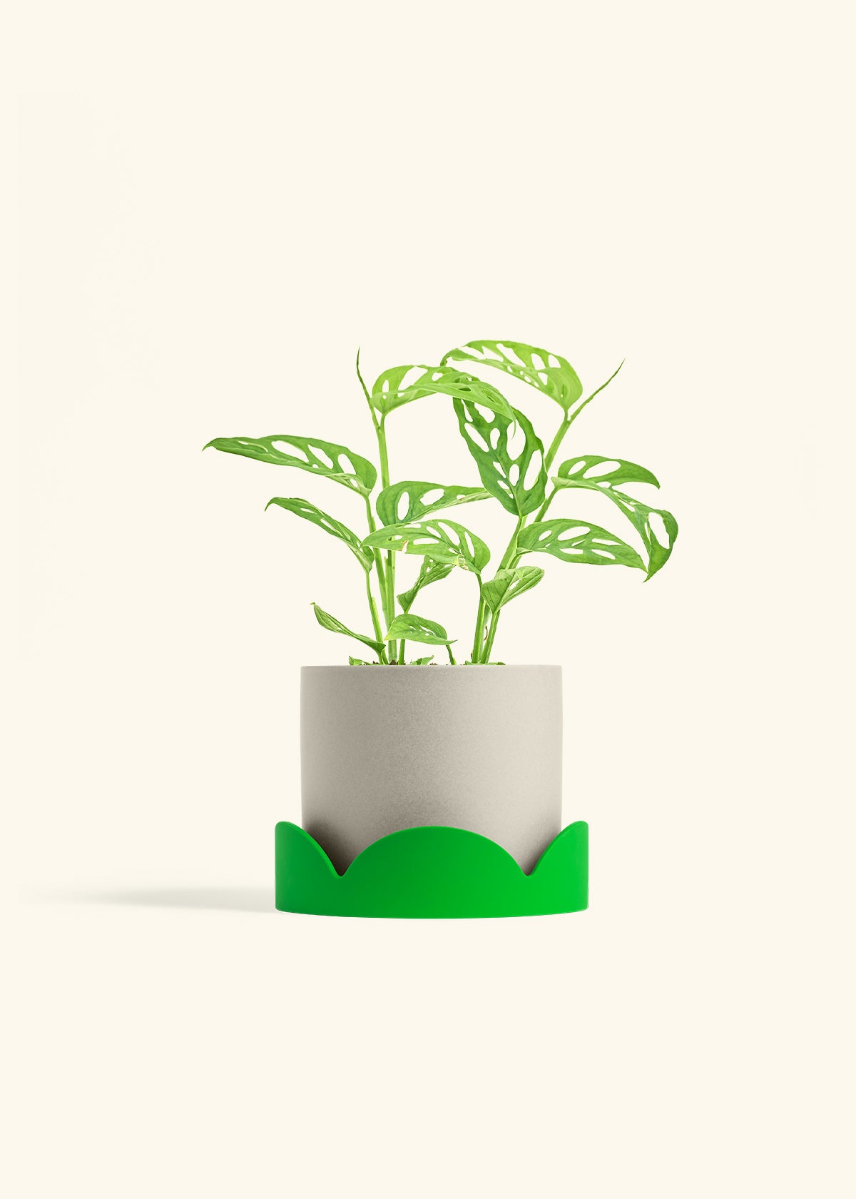 Swiss Cheese Vine in a 6 inches Charcoal Classic Cylinder Planter in a Shamrock Petal Drip Tray