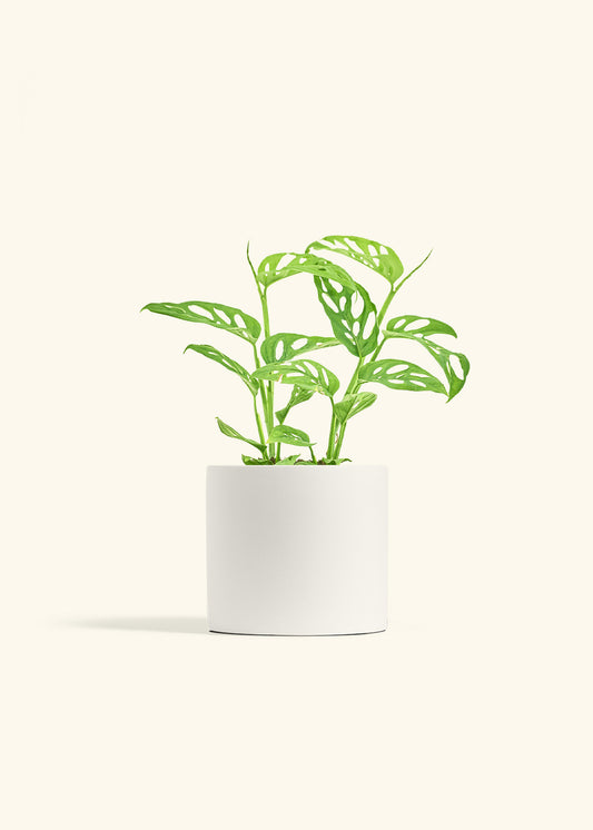 Swiss Cheese Vine in a 6 inches White Classic Cylinder Planter 