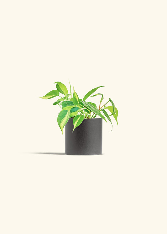 Philodendron Brazil in a 4 inches Charcoal Classic Cylinder Planter 