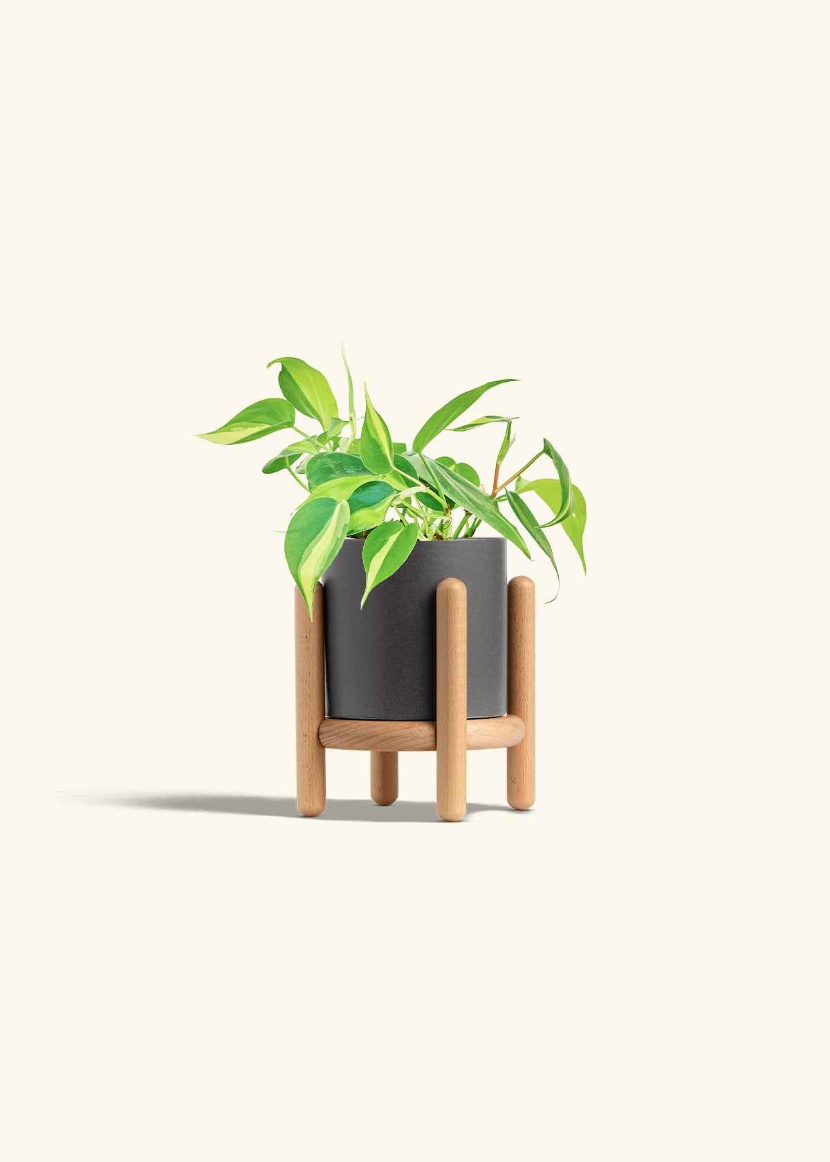 Philodendron Brazil in a 4 inches Charcoal Classic Cylinder Planter in a Beech Wood Stand