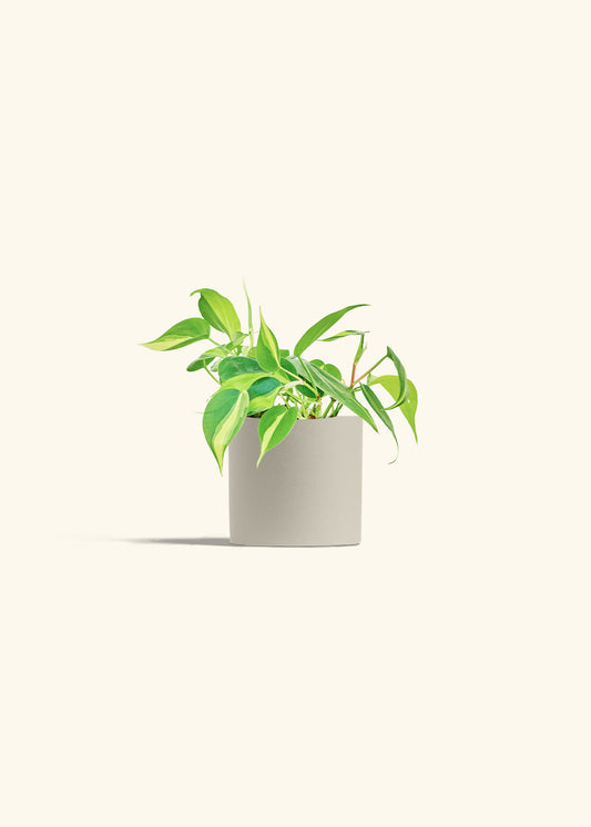 Philodendron Brazil in a 4 inches Oat Classic Cylinder Planter 