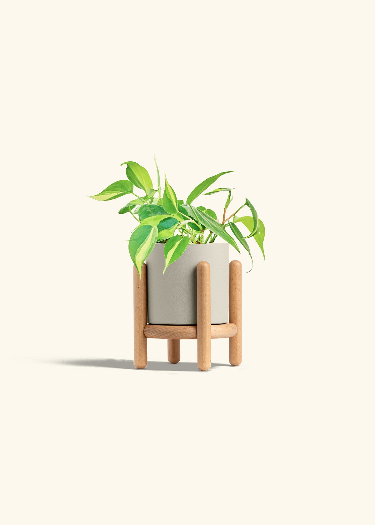 Philodendron Brazil in a 4 inches Oat Classic Cylinder Planter in a Beech Wood Stand