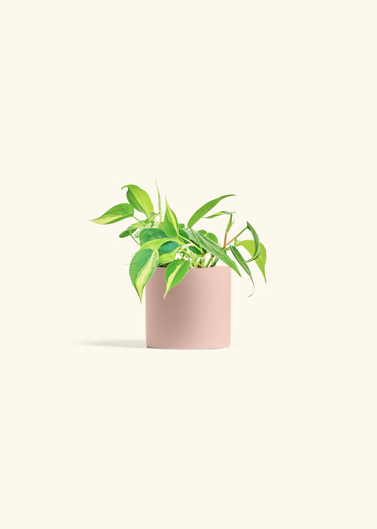 Philodendron Brazil in a 4 inches Pink Classic Cylinder Planter 