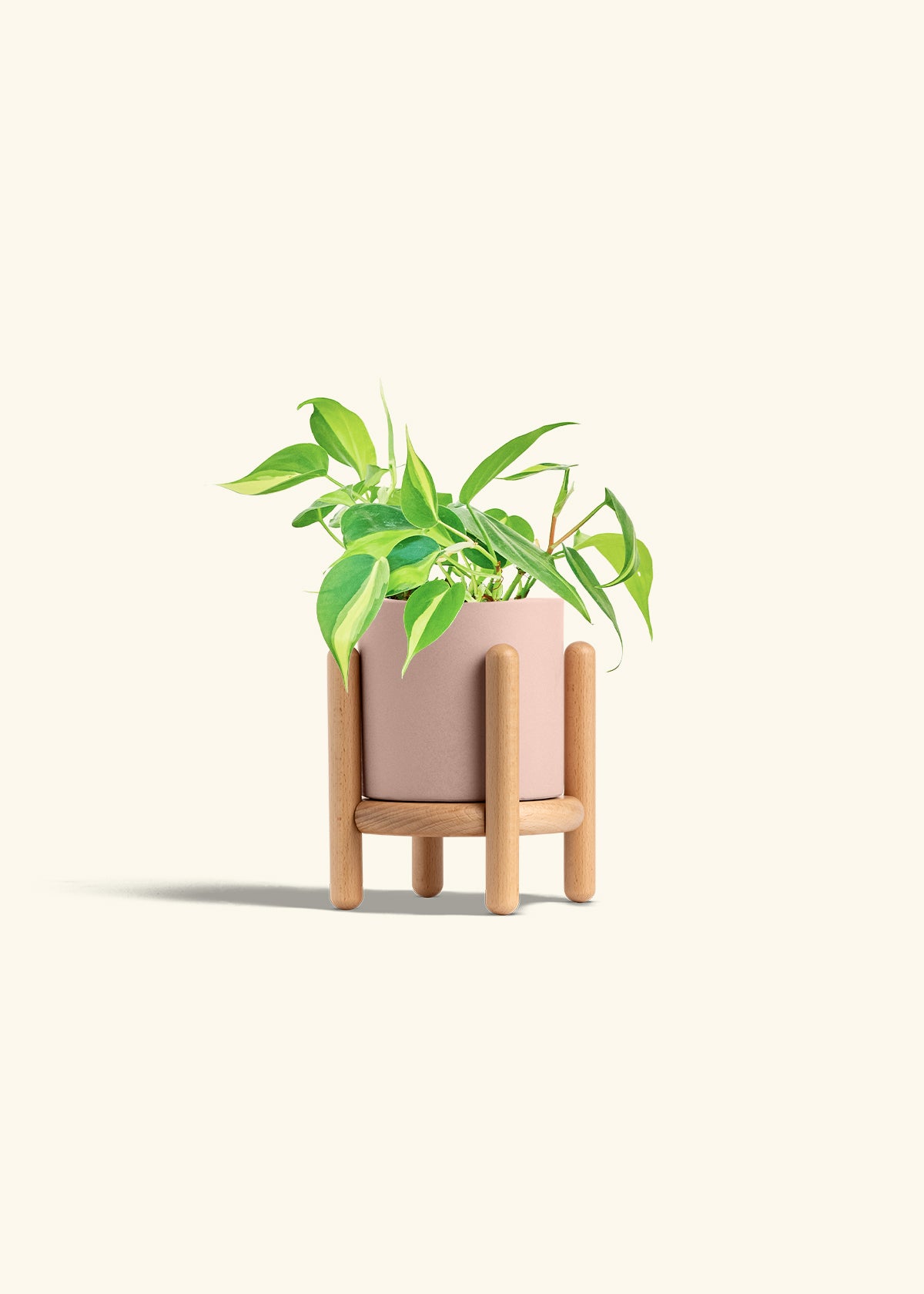 Philodendron Brazil in a 4 inches Pink Classic Cylinder Planter in a Beech Wood Stand