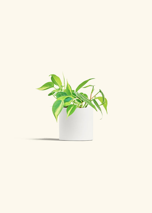 Philodendron Brazil in a 4 inches White Classic Cylinder Planter 