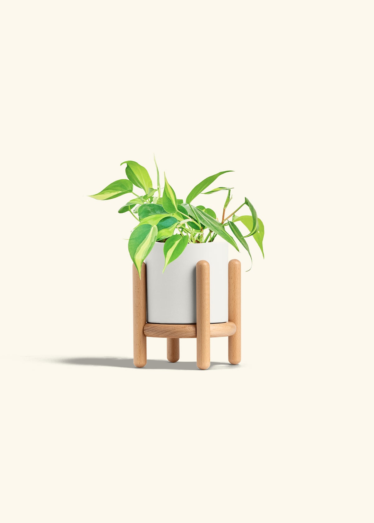 Philodendron Brazil in a 4 inches White Classic Cylinder Planter in a Beech Wood Stand