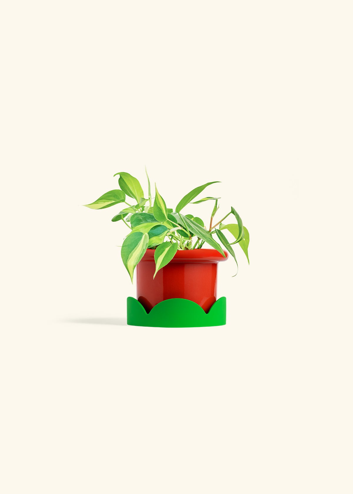 Philodendron Brazil in a 4 inches Fat Lip Red Planter in a Shamrock Petal Drip Tray