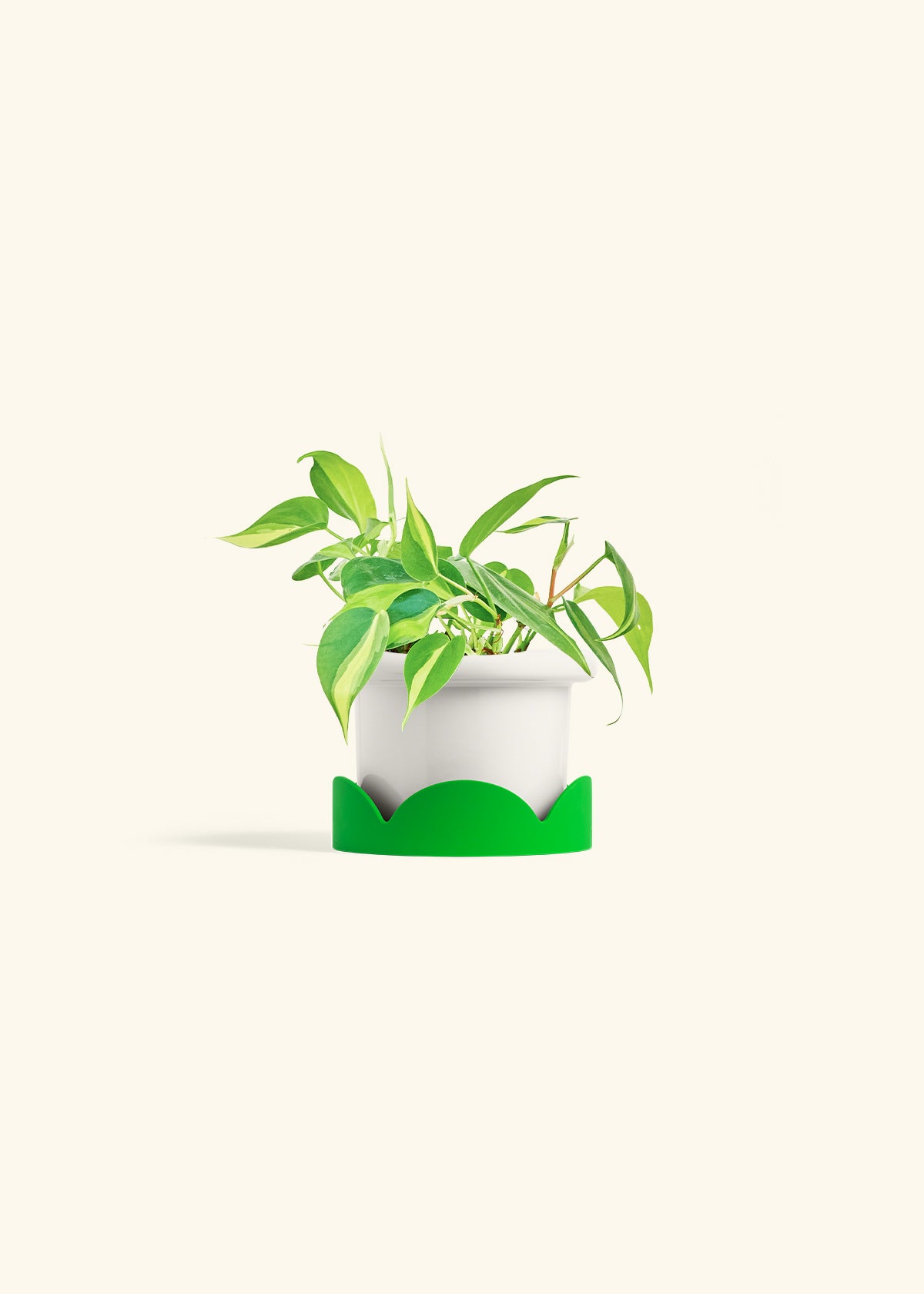 Philodendron Brazil in a 4 inches Fat Lip White Planter in a Shamrock Petal Drip Tray