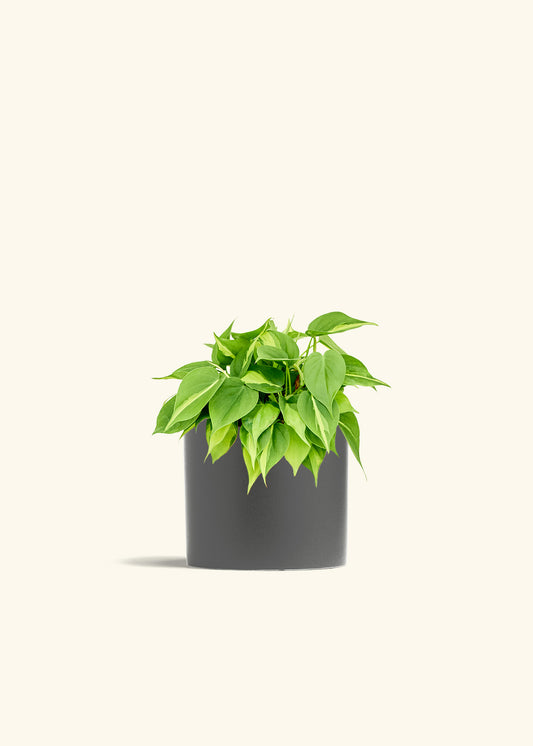 Philodendron Brazil in a 6 inches Charcoal Classic Cylinder Planter 