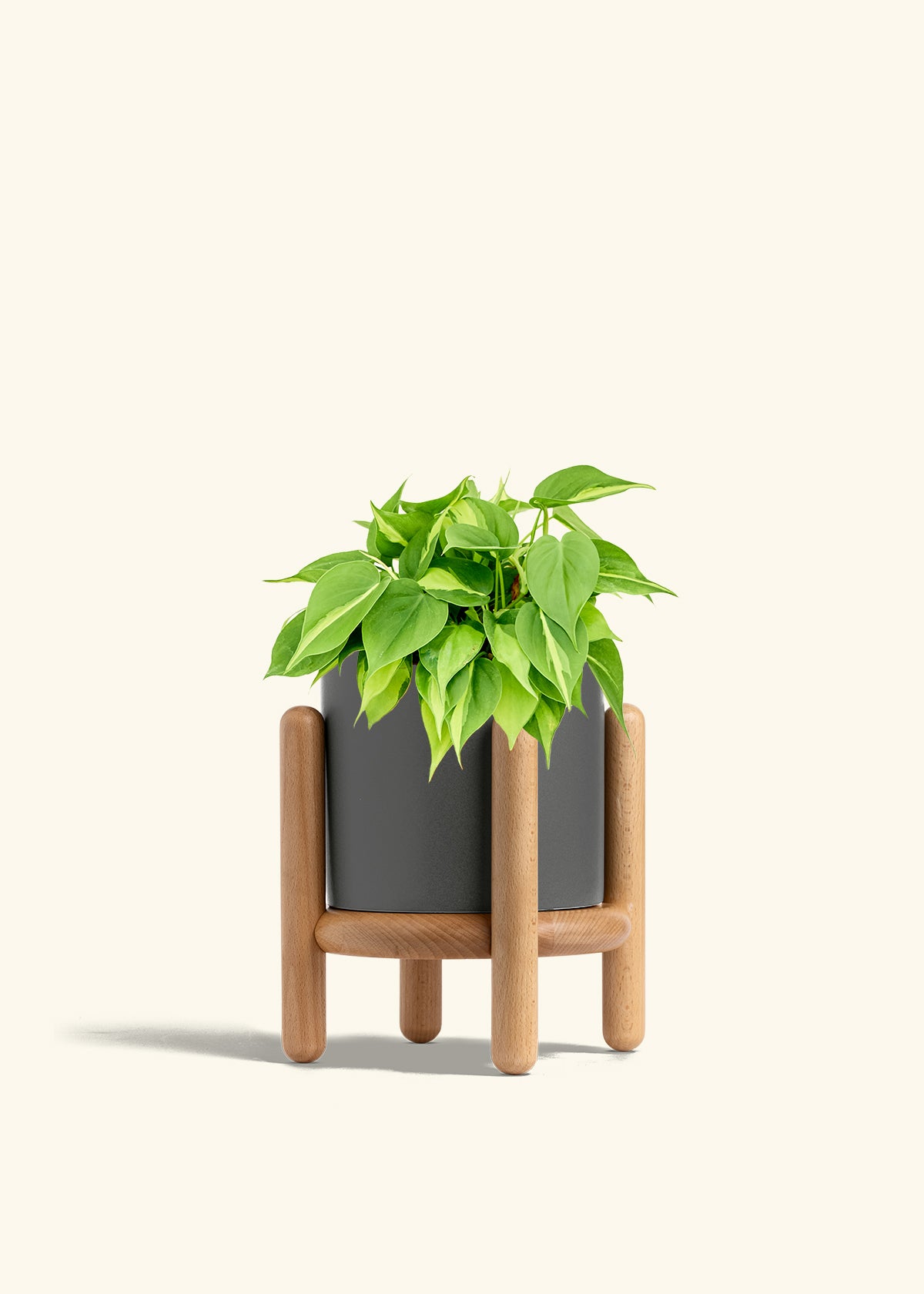 Philodendron Brazil in a 6 inches Charcoal Classic Cylinder Planter in a Beech Wood Stand