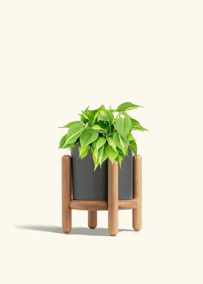 Philodendron Brazil in a 6 inches Charcoal Classic Cylinder Planter in a Beech Wood Stand