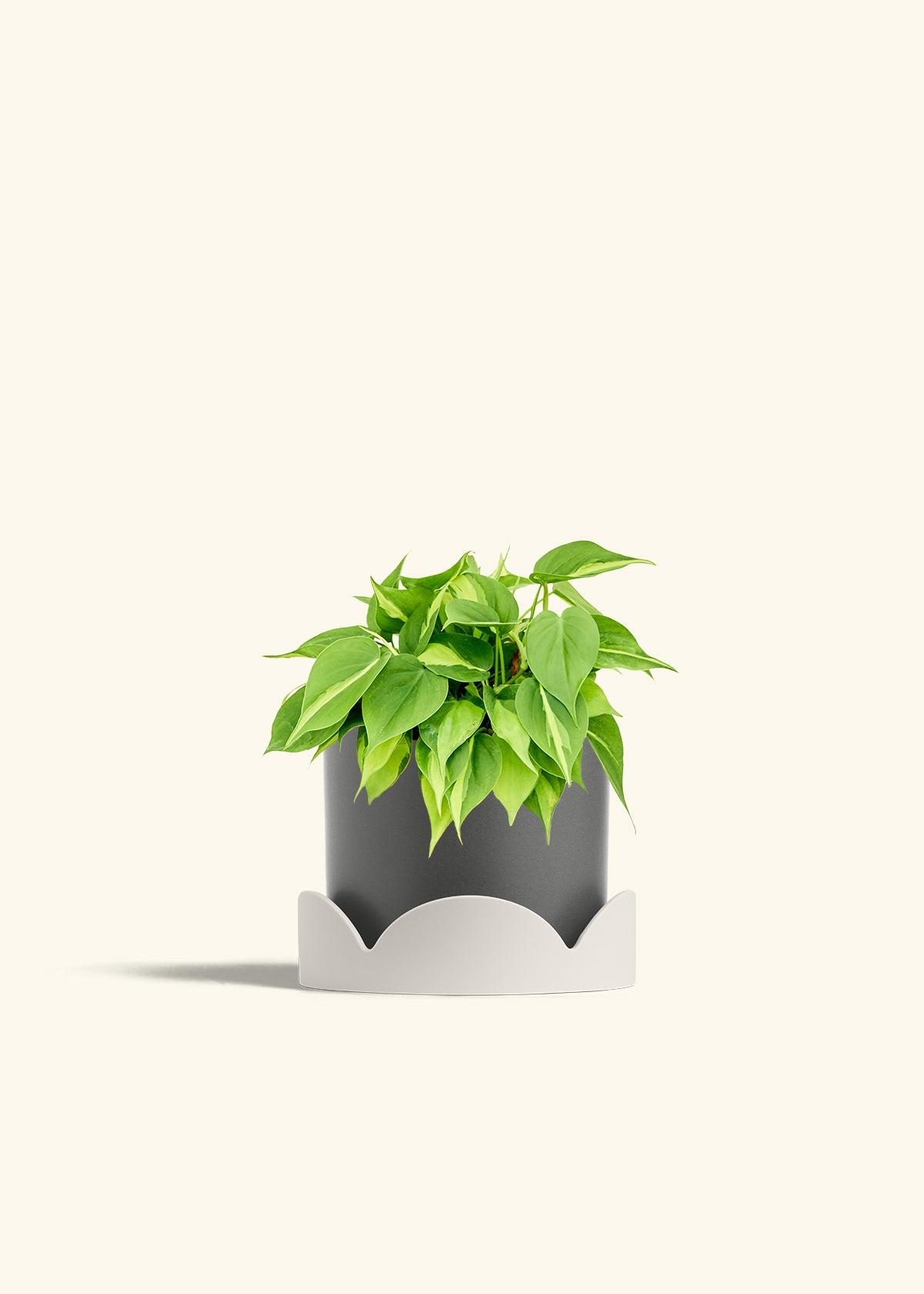 Philodendron Brazil in a 6 inches Charcoal Classic Cylinder Planter in a Oat Petal Drip Tray