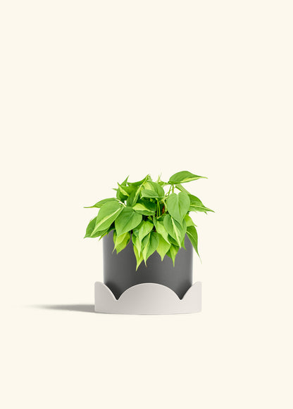 Philodendron Brazil in a 6 inches Charcoal Classic Cylinder Planter in a Oat Petal Drip Tray