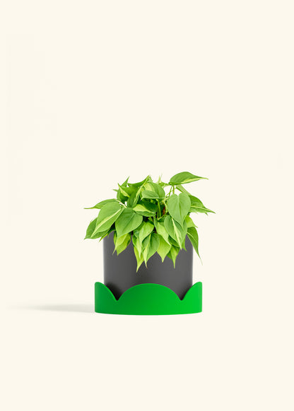 Philodendron Brazil in a 6 inches Charcoal Classic Cylinder Planter in a Shamrock Petal Drip Tray