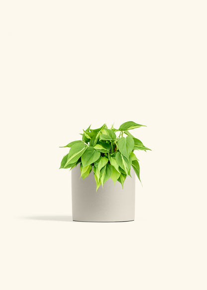 Philodendron Brazil in a 6 inches Oat Classic Cylinder Planter 