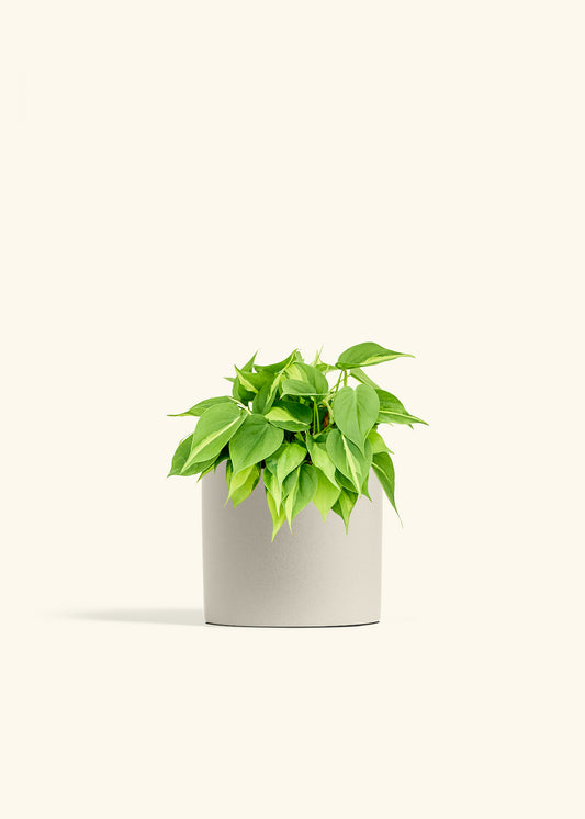 Philodendron Brazil in a 6 inches Oat Classic Cylinder Planter 