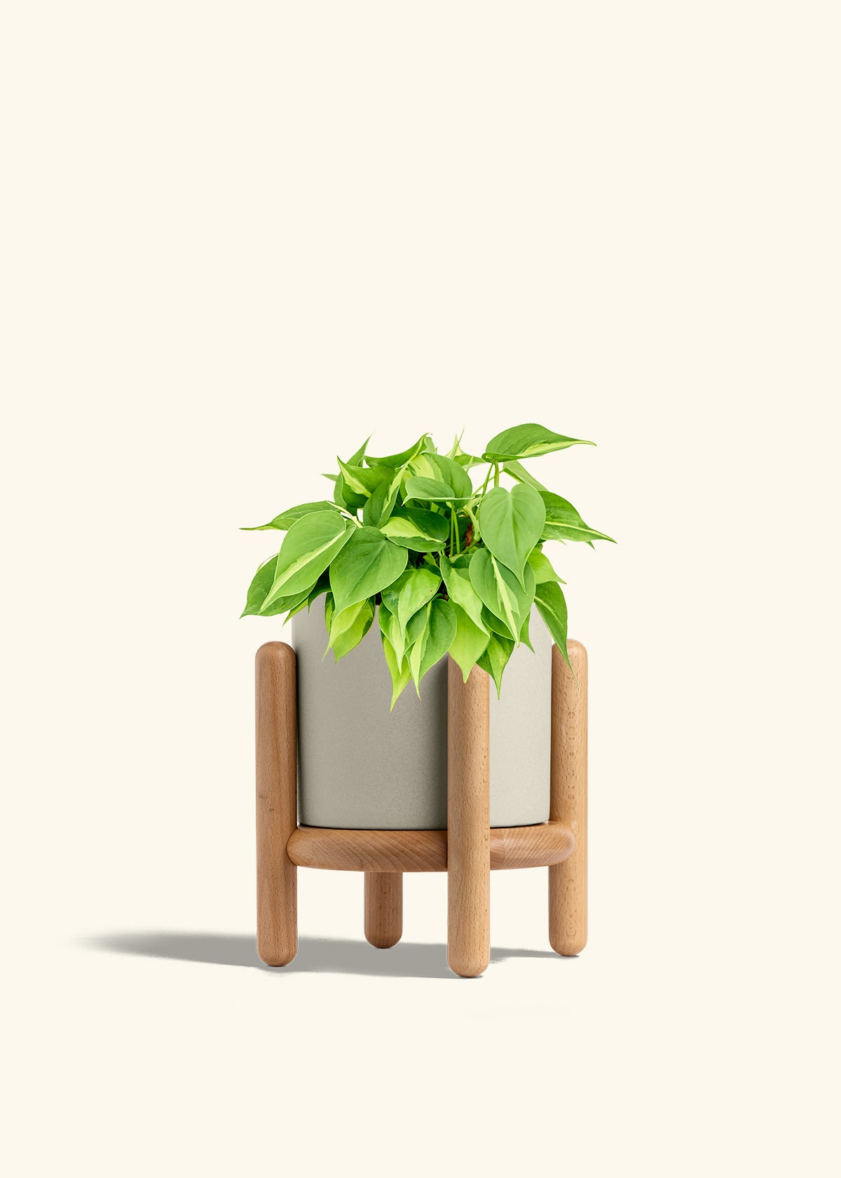 Philodendron Brazil in a 6 inches Oat Classic Cylinder Planter in a Beech Wood Stand