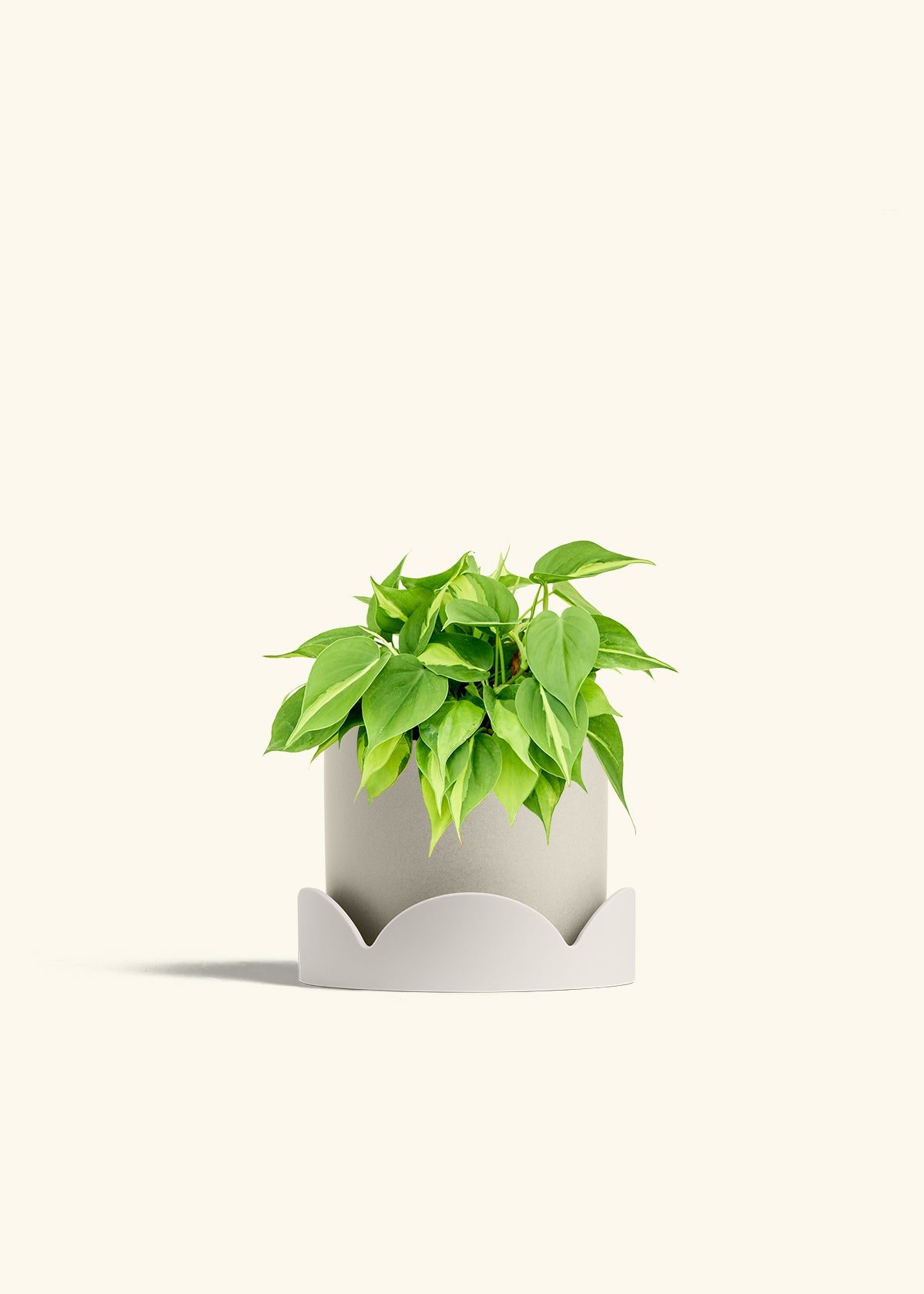 Philodendron Brazil in a 6 inches Oat Classic Cylinder Planter in a Oat Petal Drip Tray