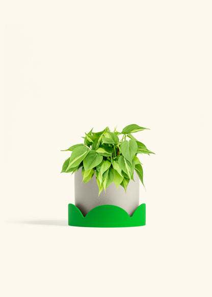 Philodendron Brazil in a 6 inches Oat Classic Cylinder Planter in a Shamrock Petal Drip Tray