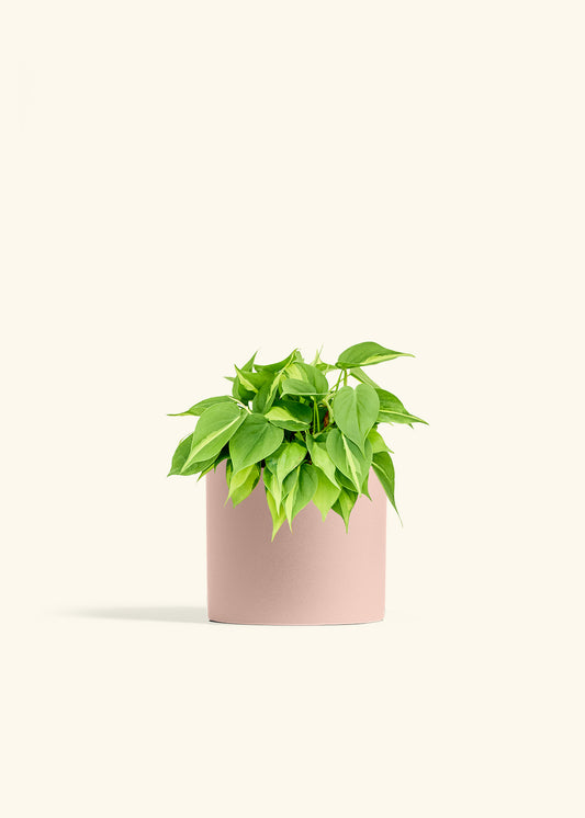 Philodendron Brazil in a 6 inches Pink Classic Cylinder Planter 