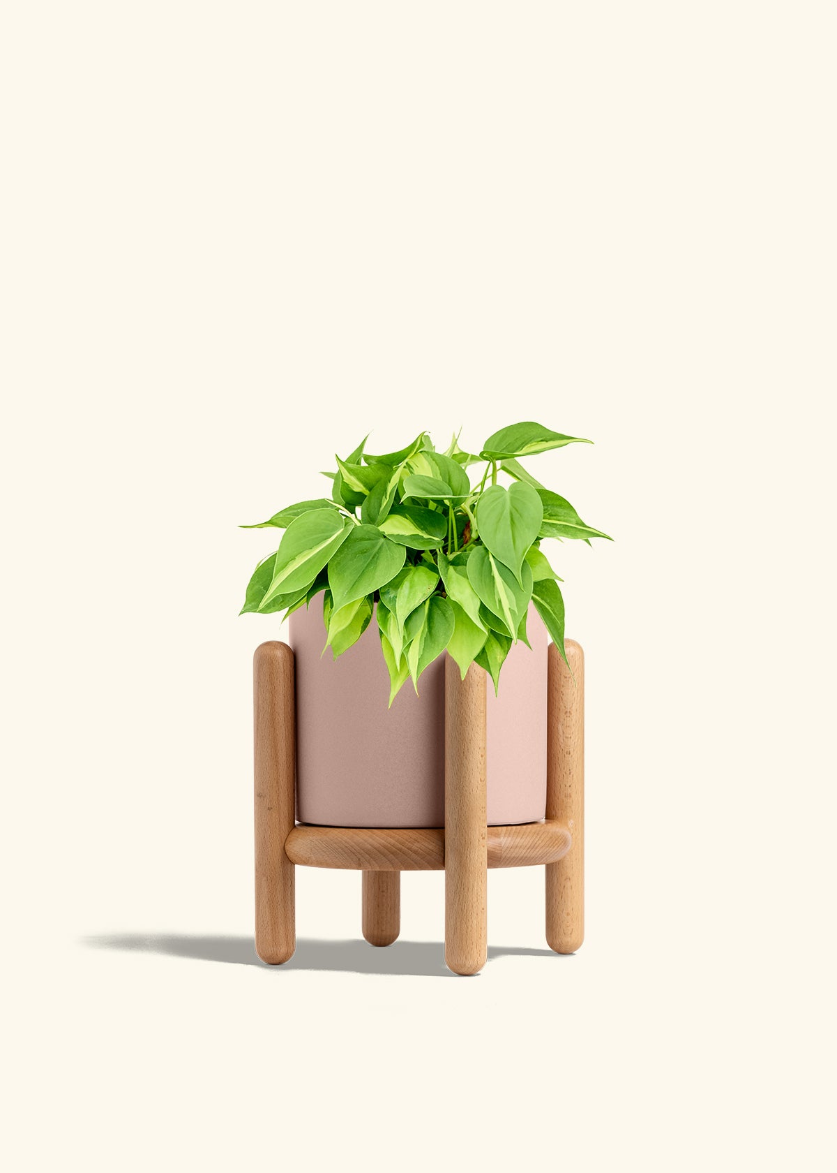 Philodendron Brazil in a 6 inches Pink Classic Cylinder Planter in a Beech Wood Stand