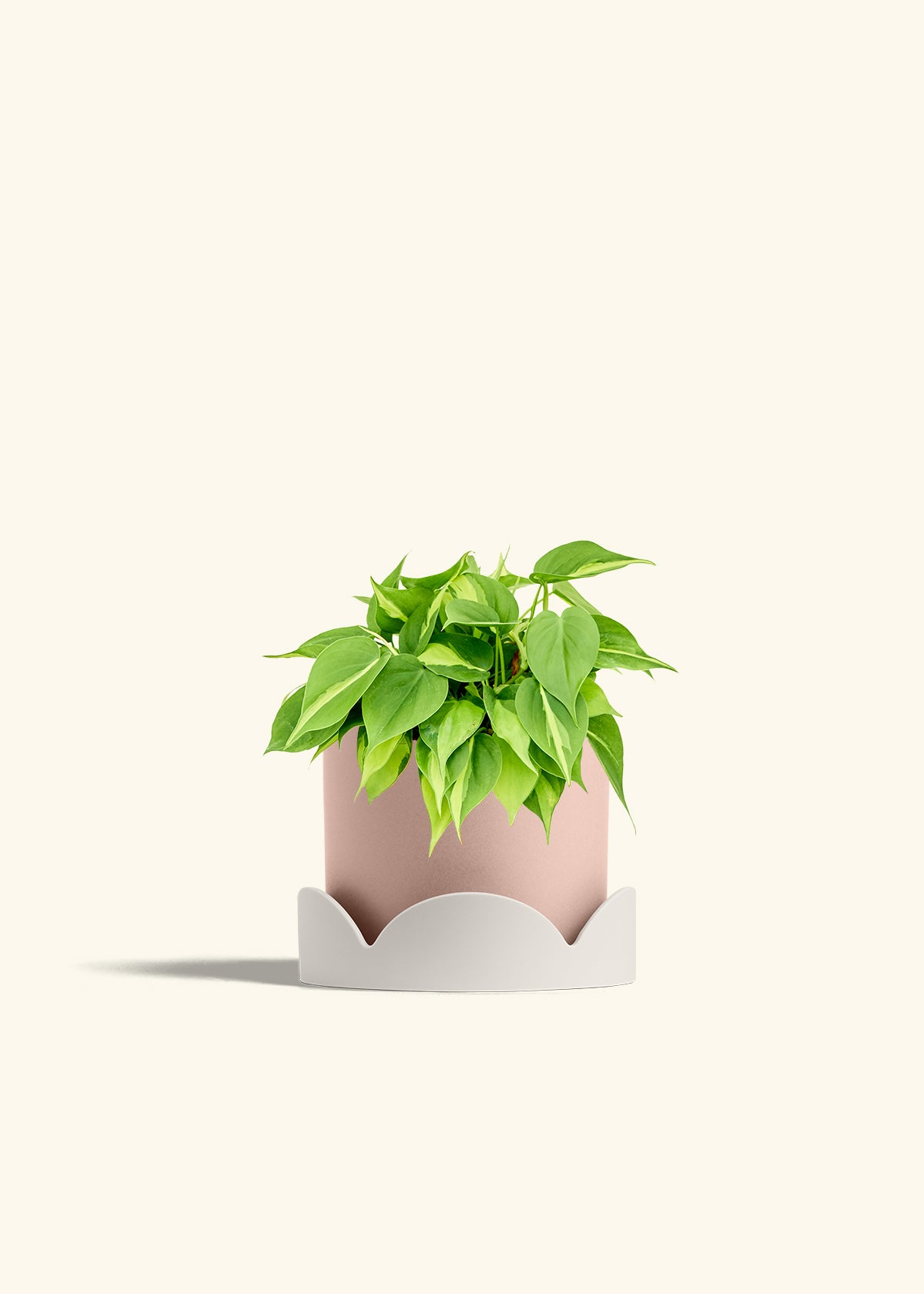 Philodendron Brazil in a 6 inches Pink Classic Cylinder Planter in a Oat Petal Drip Tray